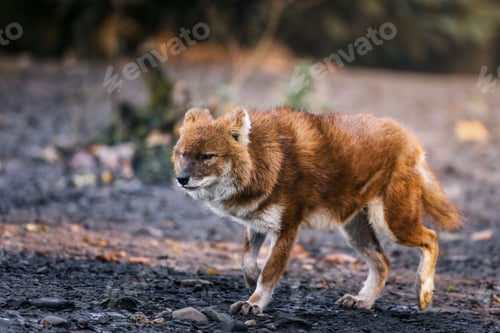 Preview: Close-up of a dhole, or Asiatic wild dog, with a blurred natural background