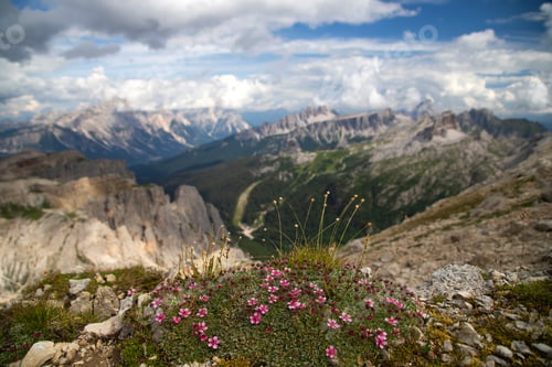 Preview: Closeup of blooming potentilla nitida, Dolomites, Italy