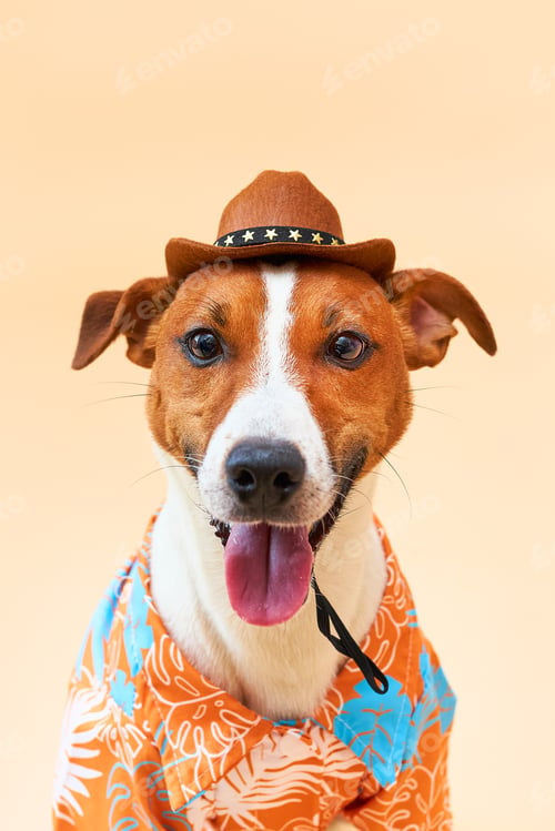 Preview: ack Russell terrier breed in a cowboy hat and Hawaiian shirt