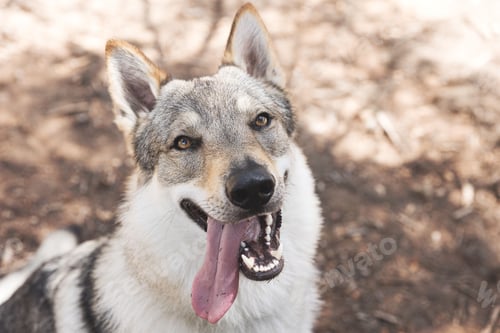 Preview: Cute adorable Czechoslovakian Wolfdog dog enjoying the weather in the park