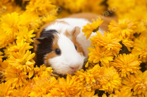 Preview: Funny little guinea pig sitting in autumn yellow flowers outdoors