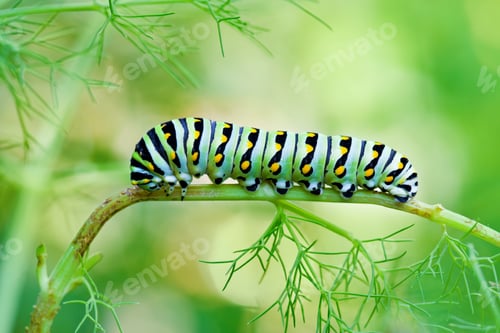 Preview: Swallowtail Caterpillar