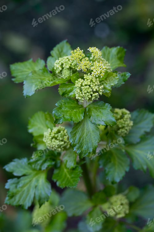 Preview: Blooming Alexanders plant
