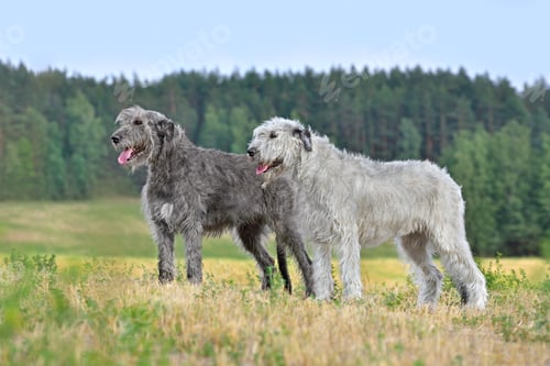 Preview: Irish wolfhound dogs