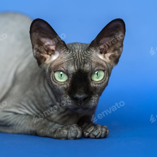 Preview: Canadian Sphynx cat. Close-up portrait of cat on blue background