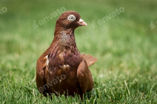 Preview: Rolling pigeon looks to the left.
