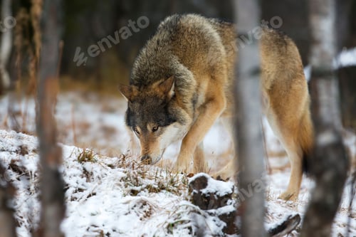 Preview: Wolf tracks prey in the winter