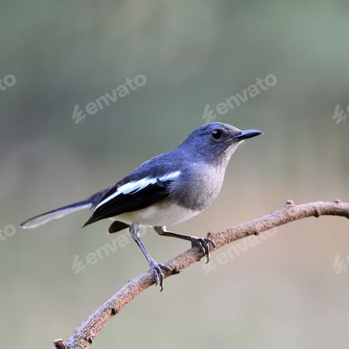 Preview: female Oriental Magpie Robin