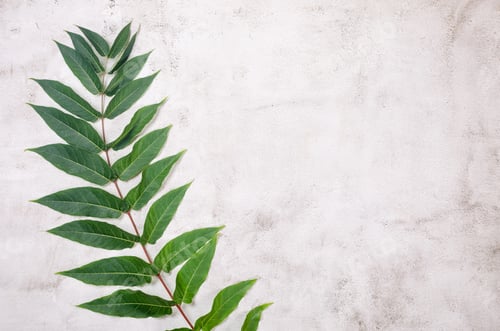 Preview: grassy foliage on textured backgound.