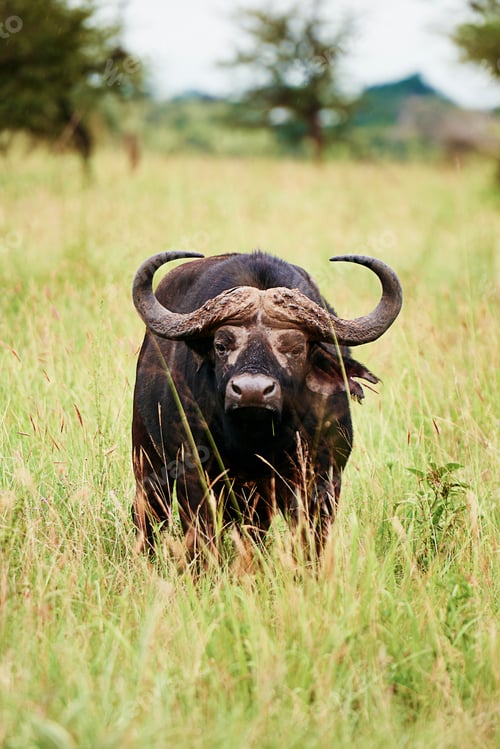 Preview: African buffalo in the grass