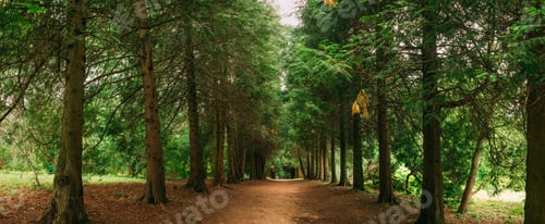 Preview: Walkway Lane Path Through Green Thuja Trees In Coniferous Forest