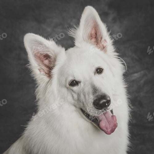 Preview: Studio portrait of an expressive White Swiss Shepherd dog