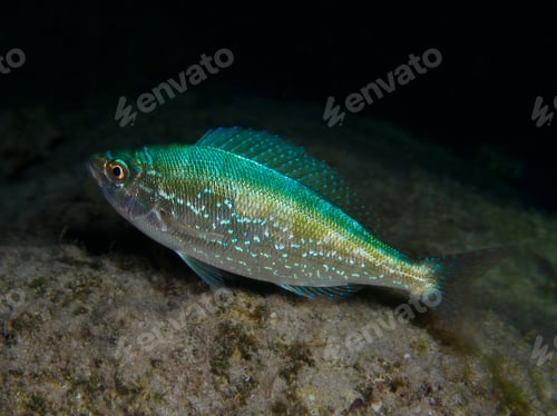 Preview: Glowing green pickerel from Cyprus