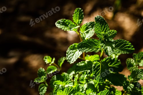 Preview: Fresh peppermint trees in organig garden.