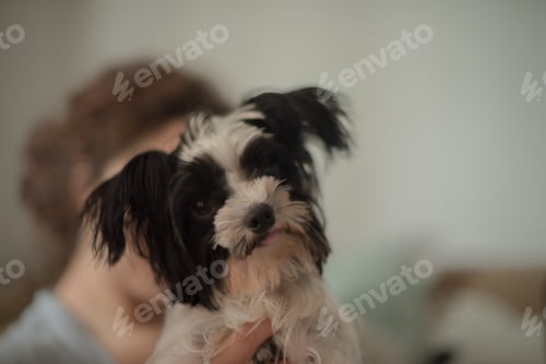 Preview: Close up portrait of yorkie puppy