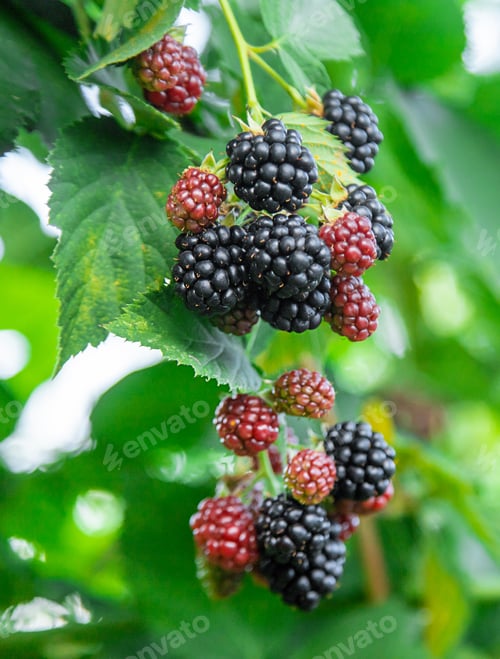 Preview: Blackberries grow in the garden. Selective focus.