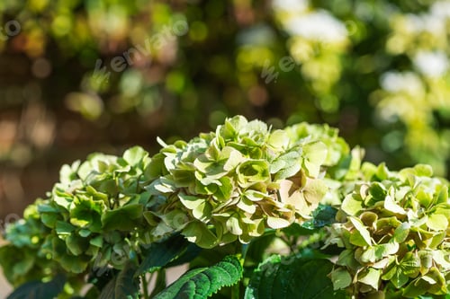 Preview: Green Hydrangea Flowers in the Garden