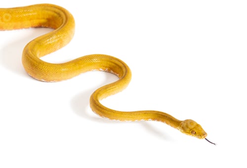 Preview: Common tree boa with its tongue out, Corallus hortulana, isolated on white