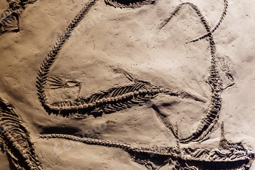 Preview: Fosil of several well preserved mesosaurus.