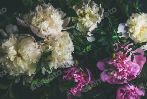 Preview: White and pink peony flowers over dark background, top view