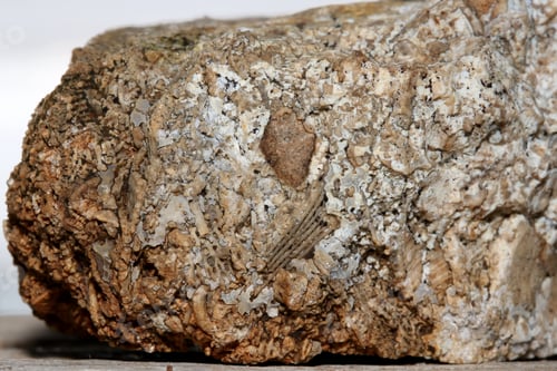 Preview: Close Up Photograph Of The Detail On A Fossiliferous Limestone Rock Including Fenestella Bryozoan