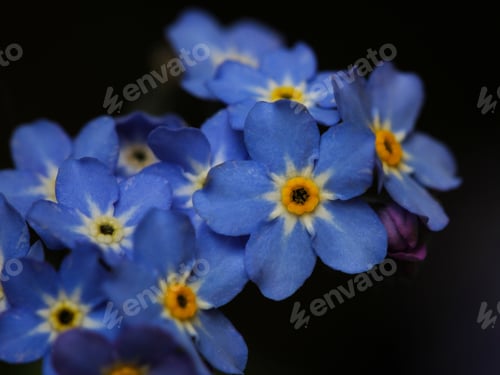 Preview: Beautiful Close-Up of Blue Forget-Me-Not Flowers
