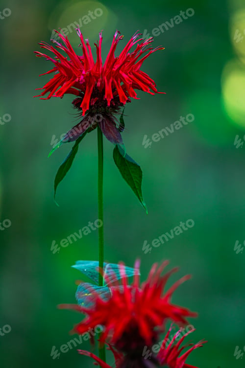 Preview: Wild bee balm in bloom