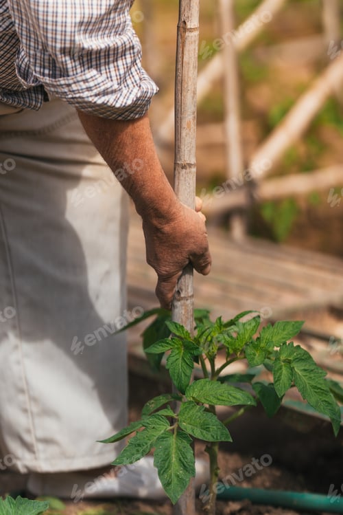 Preview: Vertical photo of the hand of elderly man working in an orchard