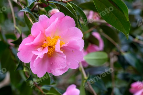 Preview: Japanese Camellia (Camellia japonica) in sunny spring. Köln botanical gardens.