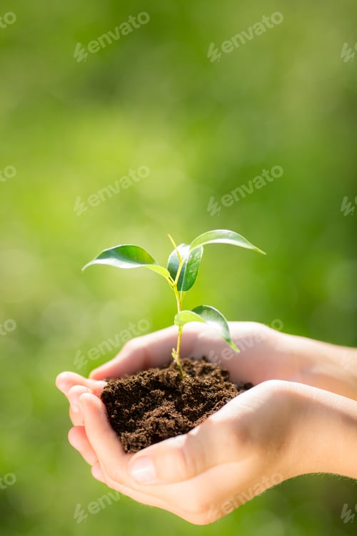 Preview: Child holding young plant in hands