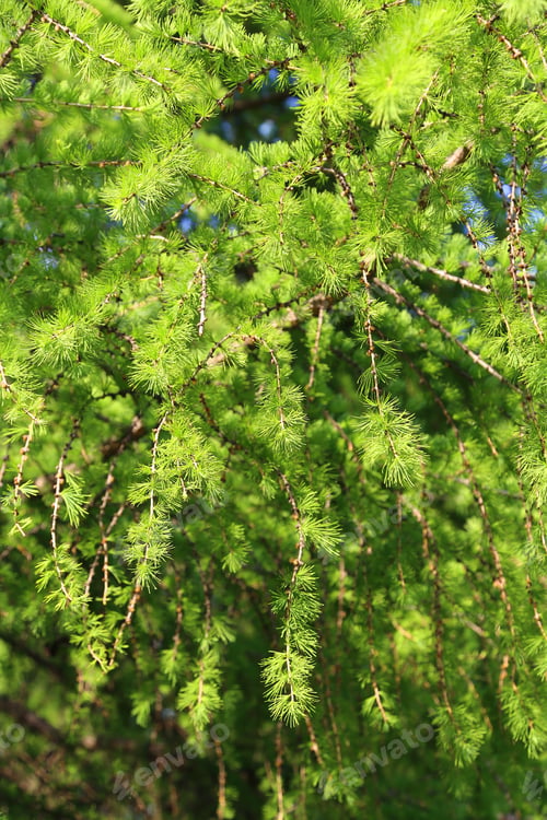 Preview: Branch of larch with fresh leaves backlit by the sun