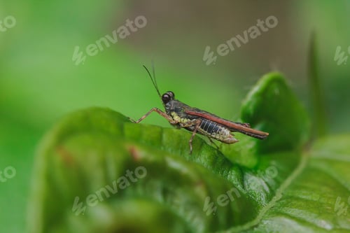Preview: Small brown grasshopper on leaves