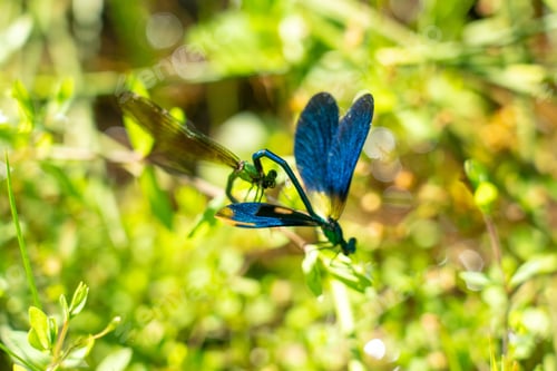 Preview: Damselflies engaging in a mating ritual, showcasing animal reproduction behavior.