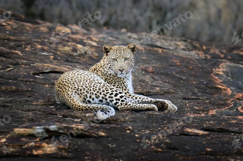 Preview: Close-up leopard in National park of Kenya