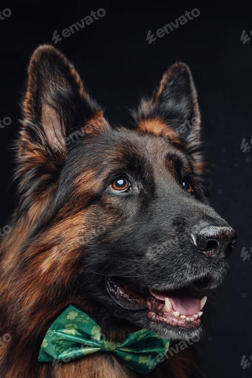 Preview: Belgian shepherd with green bow tie against dark background