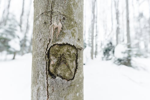 Preview: selective focus of wooden tree trunk in snowy winter forest