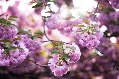 Preview: cherry blossom background