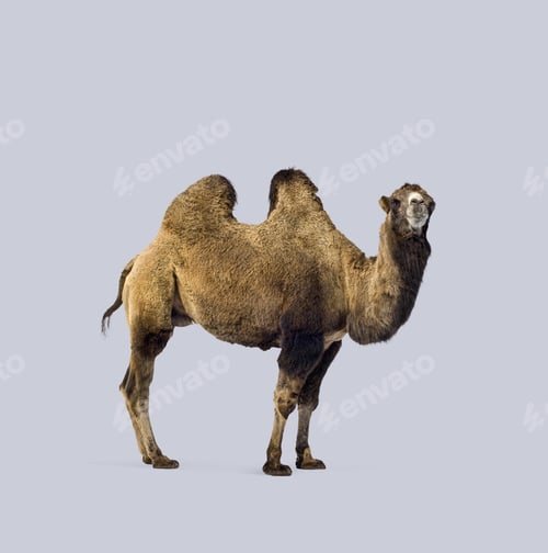 Preview: Full body view of a bactrian camel standing against a light purple background