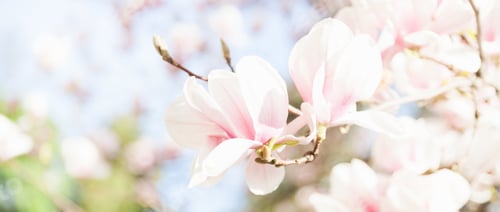 Preview: Blooming Magnolia Blossoms in Soft Spring Light
