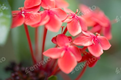 Preview: Red tropical flower