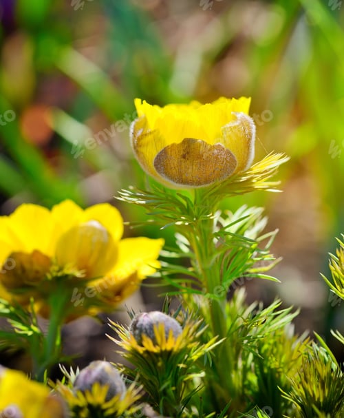 Preview: Yellow flowers of adonis (Adonis vernalis)
