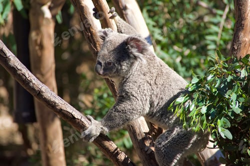 Vorschau: Ein weiblicher Koalabär klettert in den Baum und greift nach einem Ast, um sich zu bewegen