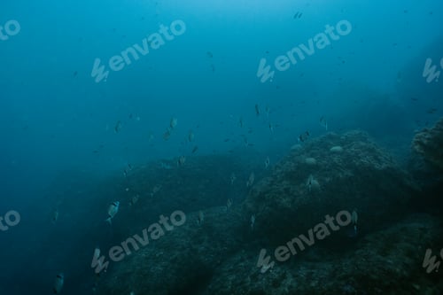 Preview: School of Common Two-Banded Seabream Diplodus vulgaris fish in depths in Mediterranean sea