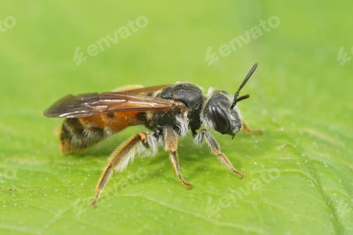 Preview: Closeup on a female large scabious mining bee, Andrena hattorfiana, sitting on a green leaf