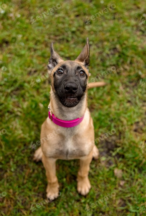Preview: Young Belgian Malinois with Pink Collar Sitting Attentively on Grass