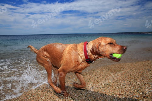 Preview: A Labrador retriever dog running on a beach and in the ocean whilst fetching a tennis ball