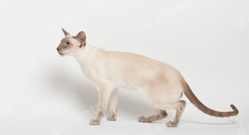 Preview: Siamese cat against white background