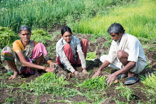 Preview: Indian farmer with family working in onion field, India.