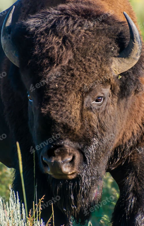 Preview: Closeup of a yellowstone bison on a meadow