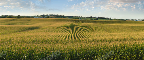 Preview: Panorama of a Cornfield in Late Afternoon Sunlight